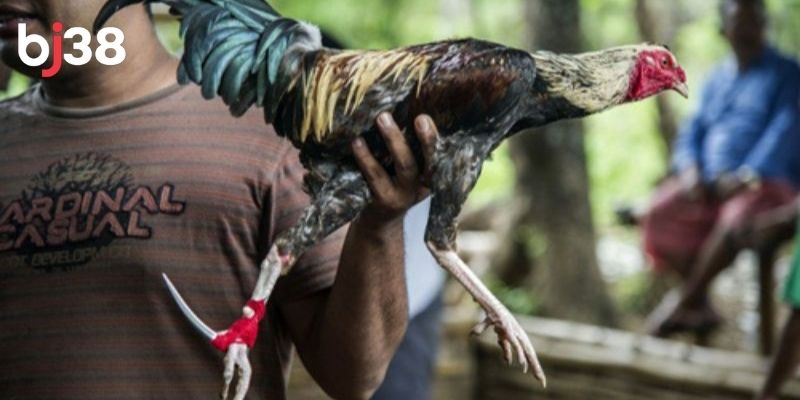 Bạn nên lựa chọn chiến kê có ngoại hình đẹp