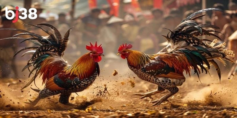 Bộ môn thể thao đầy kịch tính