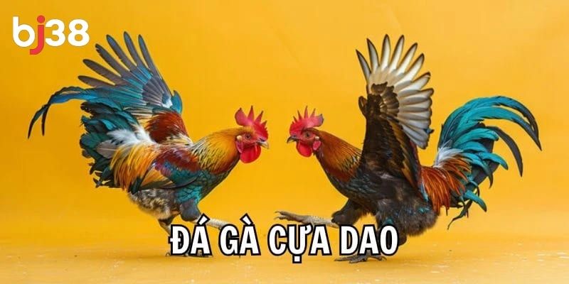 Chiến kê là yếu tố quyết định thắng thua