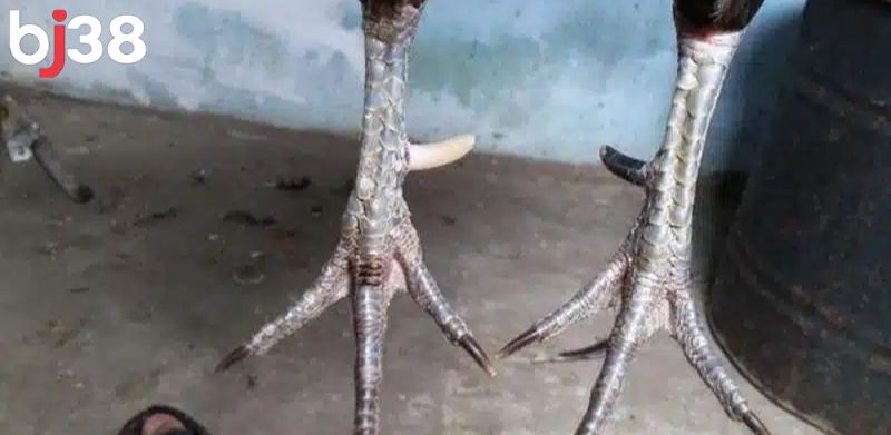 Cựa gà mạnh phải sắc bén, dẻo dai