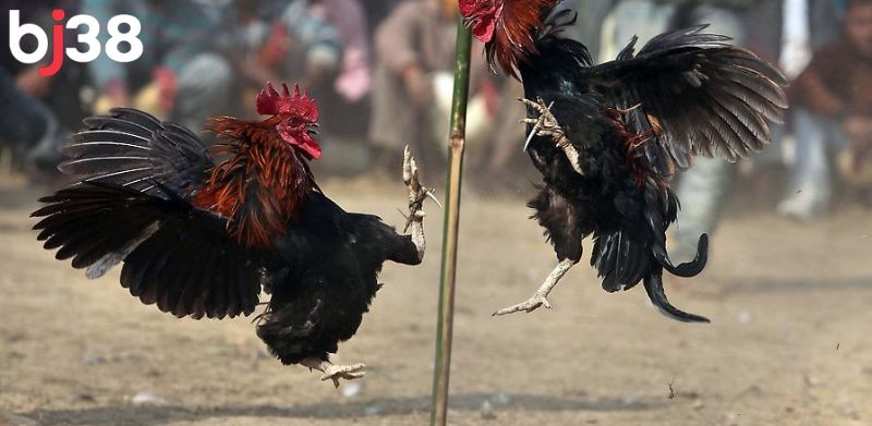 Đá gà C2 Thomo với chất lượng hình ảnh sắc nét