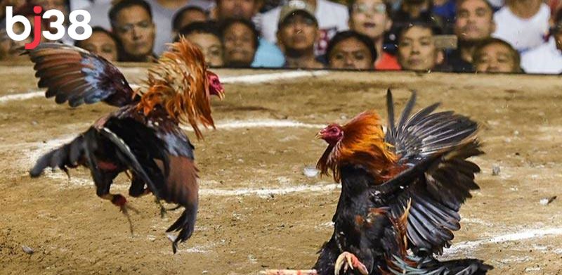 Đá gà Thomo C2 là kênh phát sóng các trận đấu gà trực tiếp