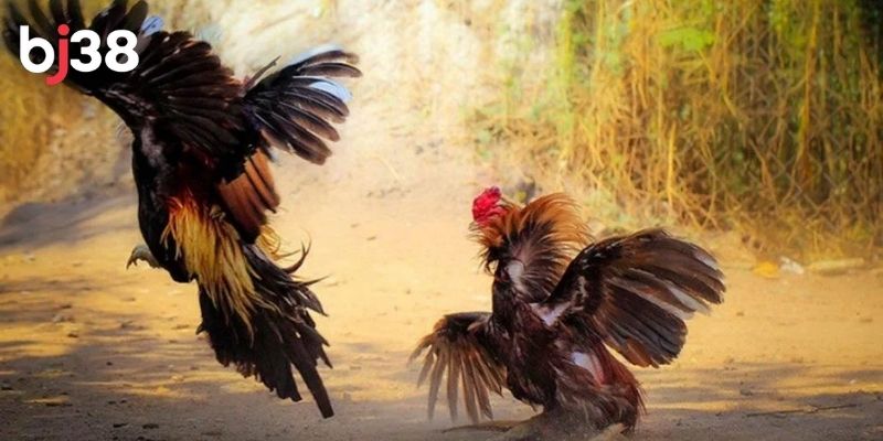 Luật đá gà cựa sắt đơn giản