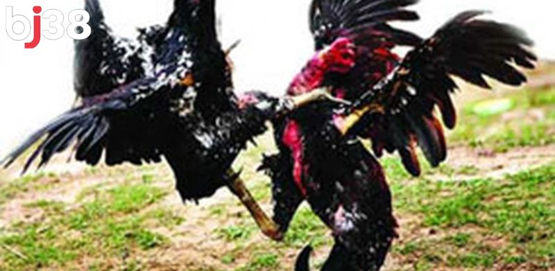 Tại BJ38 bạn có thể tham gia xem đá gà ở nhiều sàn đấu