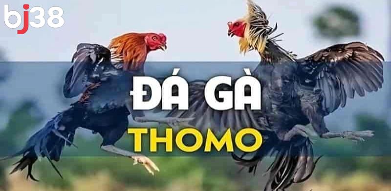 Trường gà Thomo thuộc tỉnh Svay Riêng - Campuchia